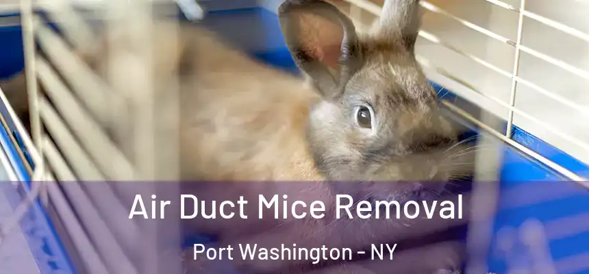 Air Duct Mice Removal Port Washington - NY